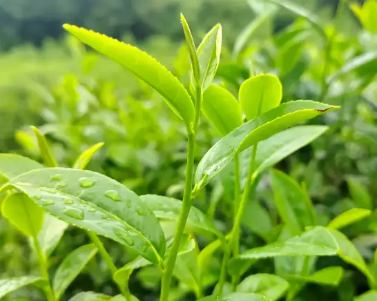 上海黄浦江夜游哪家船有露台？拍照与体验对比，我劝你别瞎买票😤