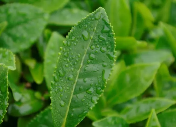 抹茶是什么茶？揭开这抹翠绿背后的身份真相 🍵